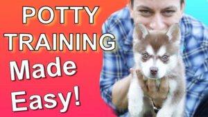 Puppy Potty Training Tips: A Comprehensive Guide puppy potty training tips